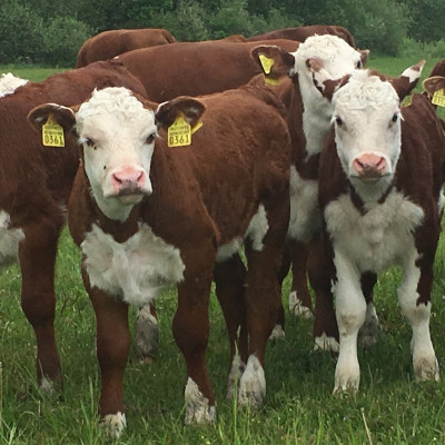 SIA Rukši - saimniecību bildes