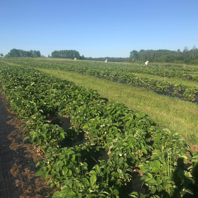 Sabiedrība ar ierobežotu atbildību Pučurgas muižas dārzi - saimniecību bildes