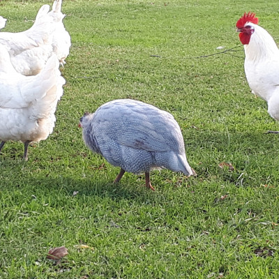 ZS Rāpšas - saimniecību bildes